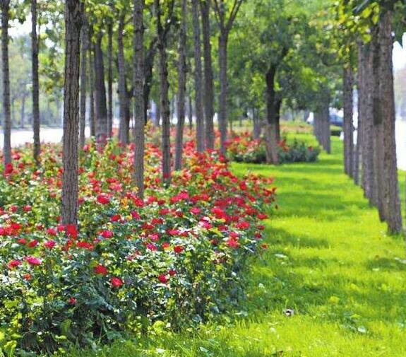 小區園林綠化養護管理質量標準都有哪些要求